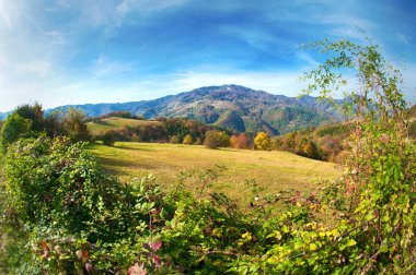 Güneşli günde ağaçlarıyla çevrili yeşil çayır üzerinde pastoral kırsal panorama
