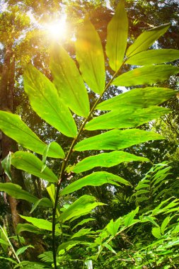 Gür yapraklar arka plan tropikal ormana parlayan güneş. Balık gözü lens görünümü