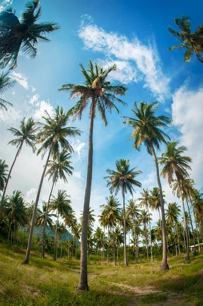 Coconut palm trees in public park under blue sky background. Summer holiday in Thailand