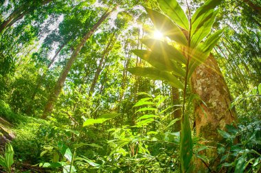 Bir tropik ormandaki soyut balıkgözü görünümünü. Egzotik orman bitki