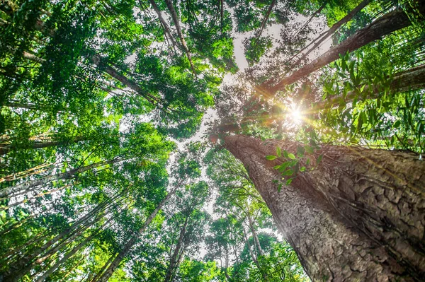 Vista Abstrata Olho Peixe Árvores Uma Floresta Tropical Plantas Exóticas — Fotografia de Stock