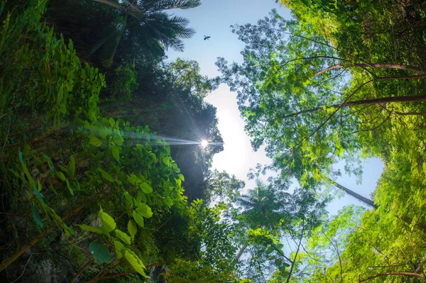 热带森林中树木的抽象鱼眼景观 异国情调的丛林植物 — 图库照片