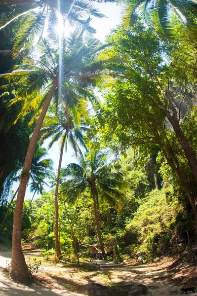 Vista Abstracta Ojo Pez Los Árboles Bosque Tropical Plantas Exóticas —  Fotos de Stock