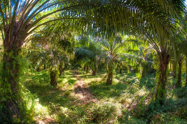 Abstrait Fisheye View Trees Tropical Forest Plantes Exotiques Jungle — Photo