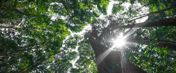 Vista Abstrata Olho Peixe Árvores Uma Floresta Tropical Plantas Exóticas — Fotografia de Stock