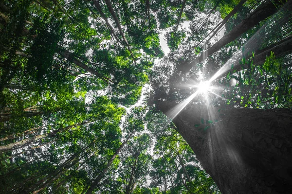熱帯林における樹木の抽象的な魚眼レンズ ビュー エキゾチックなジャングルの植物 — ストック写真