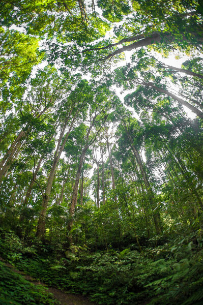 Abstract fisheye view of trees in a tropical forest. Exotic jungle plants