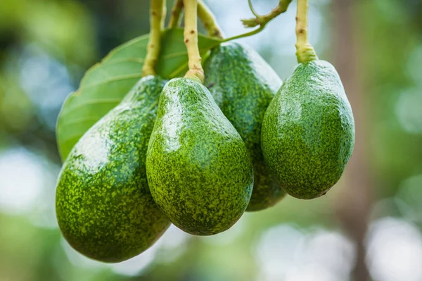 Avocado fruits hanging on trees in a tropical fruit garden in Thailand