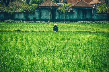 Bali, Endonezya - 14. Nisan 2018. Hasır şapka Teras sahada çalışan Bali erkeklerde. Mısır gevreği mahsul ekimi. Gün Editör atış