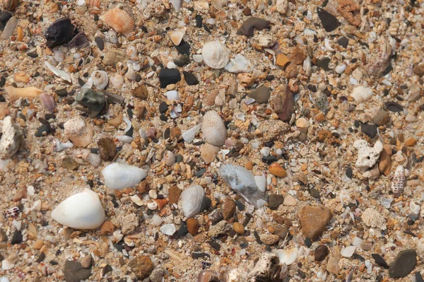 Strand hátteret, homok, tengeri kagyló és a tengeri csillag — Stock Fotó