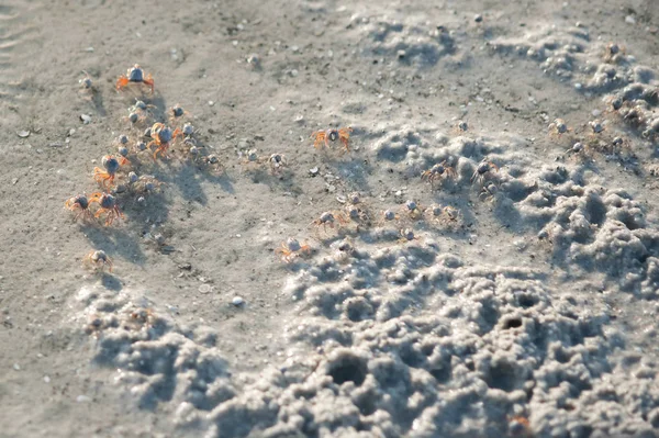 Pequeño cangrejo haciendo bola de arena y cavando agujero en la playa — Foto de Stock