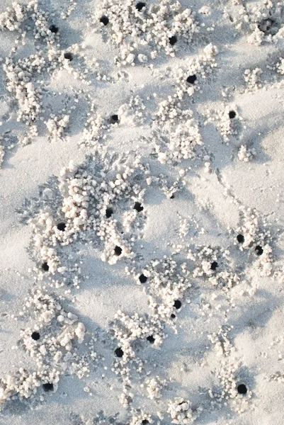 Fondo de playa de arena con rastros de cangrejo. Textura de arena detallada — Foto de Stock
