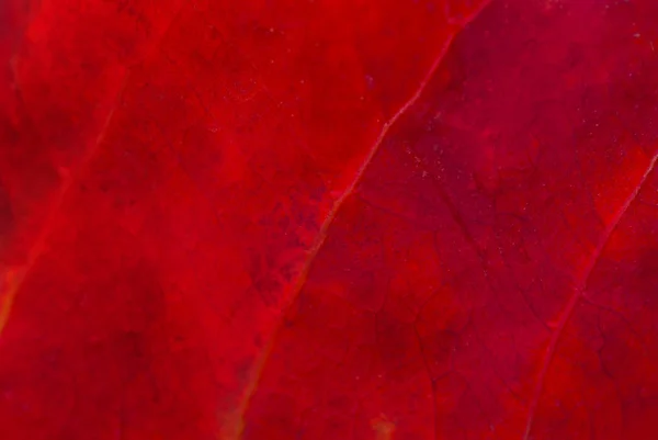 Textura de fondo natural de la hoja roja de otoño — Foto de Stock