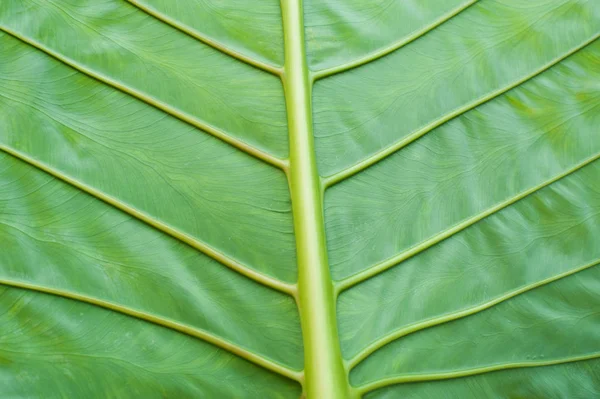 Textura de fundo natural da folha verde — Fotografia de Stock