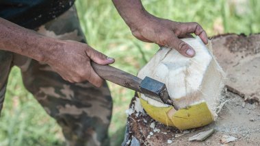 Taylandlı adam ormanda taze hindistan cevizi soyuyor