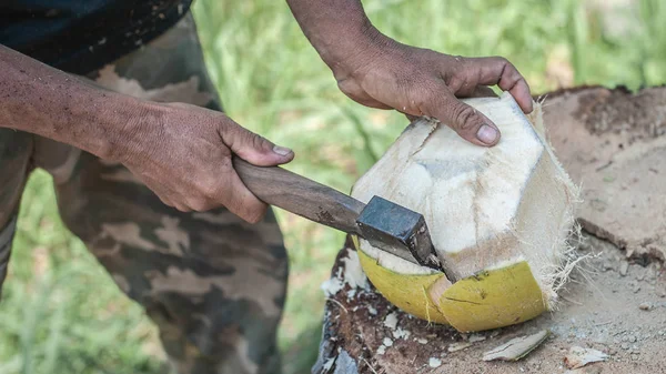 Taylandlı adam ormanda taze hindistan cevizi soyuyor