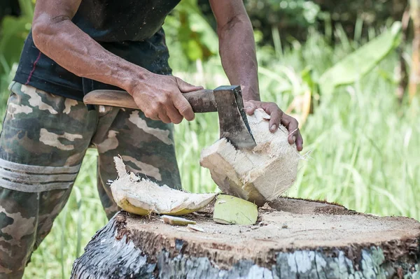 泰国男子在丛林中剥下新鲜的椰子 — 图库照片