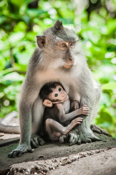 妈妈猴子喂养她的婴儿在圣猴森林 — 图库照片