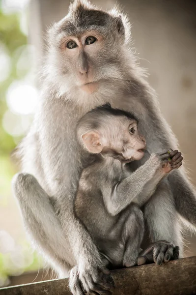 猴子妈妈抱着她的宝宝在圣猴森林 — 图库照片