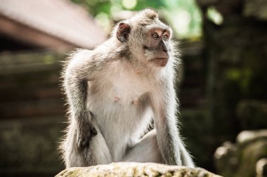 Gizli maymun ormanında uzun kuyruklu makak maymun fotoğrafı