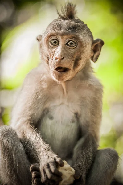 Маленькая обезьянка (Macaca mulatta) ест в Sacred Monkey Fore — стоковое фото