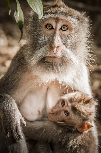 妈妈猴子喂养她的婴儿在圣猴森林 — 图库照片