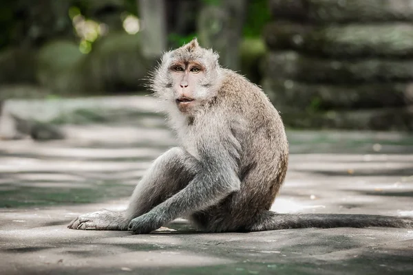 Foto de mono macaco de cola larga en bosque secreto de monos —  Fotos de Stock