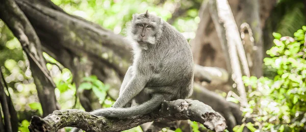 秘密猴子森林长尾猴的照片 — 图库照片