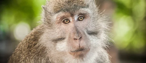 Портрет длиннохвостой обезьяны в тайном обезьяньем лесу — стоковое фото