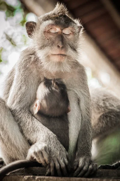 猴子妈妈抱着她的宝宝在圣猴森林 — 图库照片