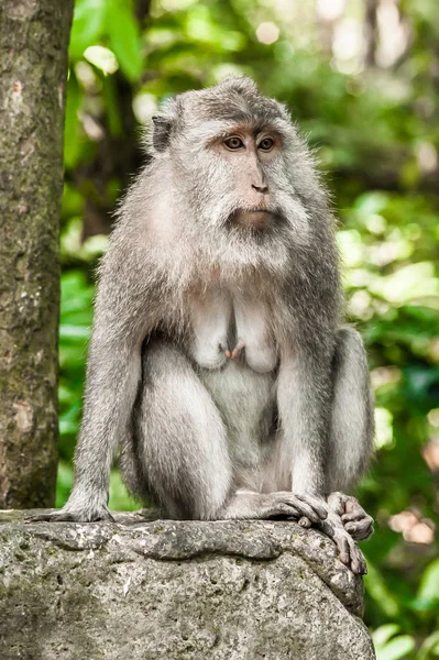 秘密猴子森林长尾猴的照片 — 图库照片