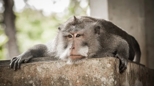 Портрет длиннохвостой обезьяны, лежащей на стене — стоковое фото