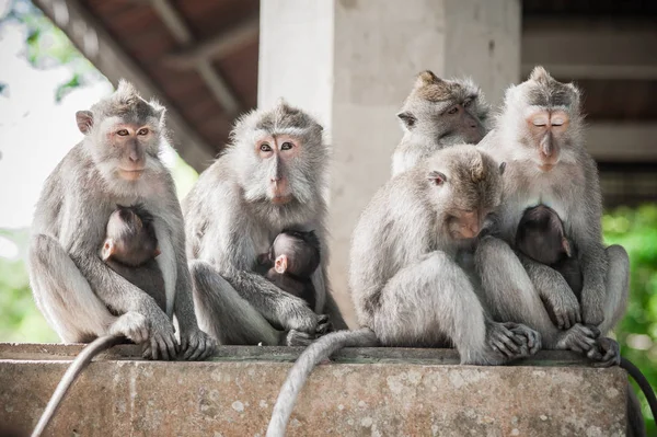 猴子家庭正坐在神圣的猴子森林的墙上 — 图库照片