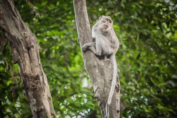 树上长尾猴的照片 — 图库照片