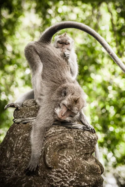 Monos macacos limpiándose y acicalándose mutuamente — Foto de Stock