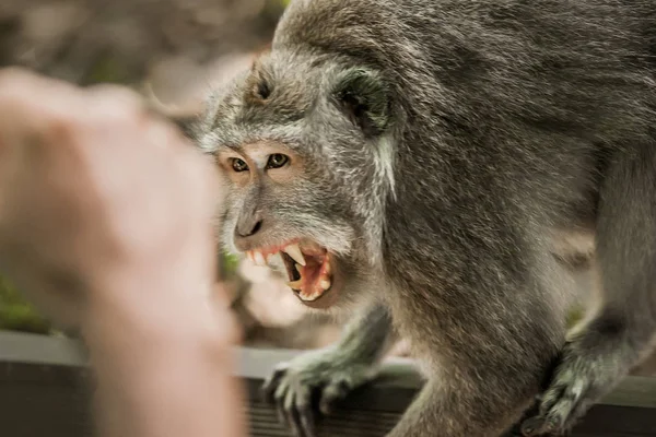 Кричащая обезьяна. Лицо дикого животного с клыками — стоковое фото