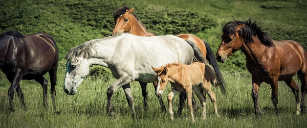 Caballo familia pastoreo en ambiente de montaña. Hermosa naturaleza fondo — Foto de Stock