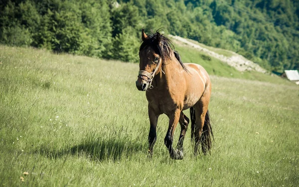 सुंदर प्रकृति पृष्ठभूमि पर फ़ाइल पहाड़ों में शानदार घोड़ा — स्टॉक फ़ोटो, इमेज