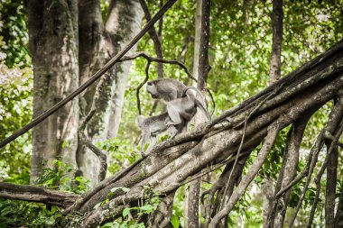 Maymunlar Sacred Monkey Forest Sanctuary seks vardır