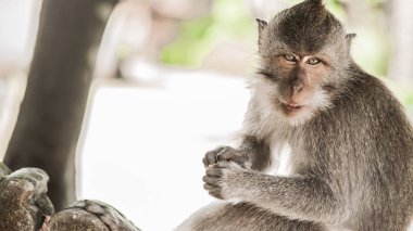 Phi Phi Adası'ndaki Monkey Beach'te Rhesus Macaque maymunu