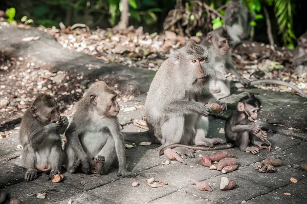 Familia de monos comiendo en el bosque de monos sagrados. Macaca fasciculari —  Fotos de Stock