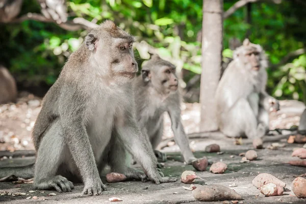 Foto de la familia de monos en el bosque sagrado de monos en Ubud —  Fotos de Stock