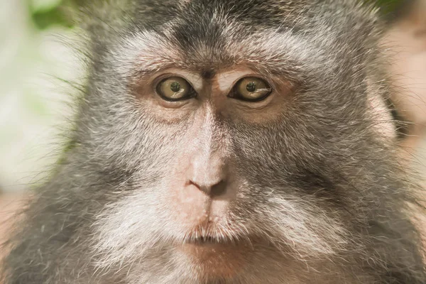 圣猴林长尾猴的肖像 — 图库照片