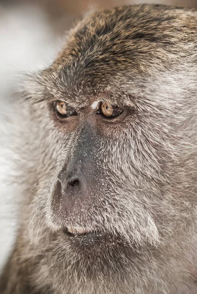 Портрет длиннохвостой обезьяны в священном обезьяньем лесу — стоковое фото