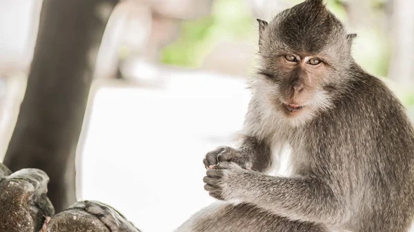Rhesus Macaque monkey at Monkey Beach in Phi Phi Island