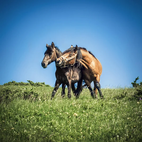 Caballos enamorados. Dos retratos de caballos en el ambiente de montaña — Foto de Stock