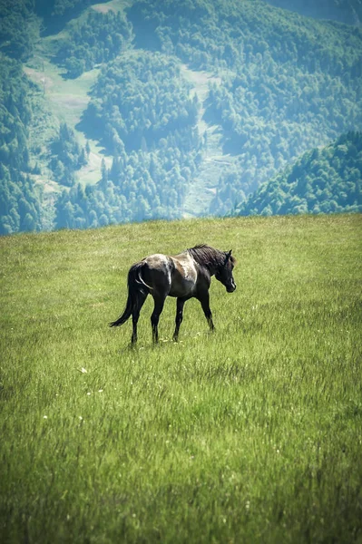 सुंदर प्रकृति पृष्ठभूमि पर फ़ाइल पहाड़ों में शानदार घोड़ा — स्टॉक फ़ोटो, इमेज
