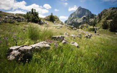 Güzel dağ manzarası, çiçek açan çayırlar ve dağ zirveleri.