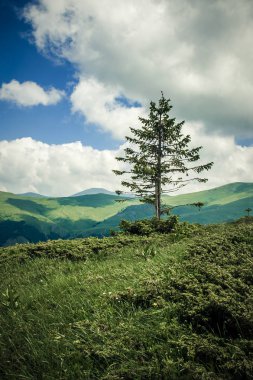 Taze yeşil çayırlarla pastoral dağ manzarasının panoramik manzarası