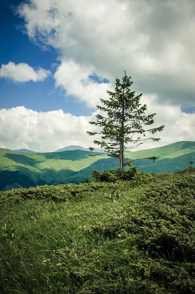 Panoramatický výhled na idylickou horskou krajinu s čerstvými zelenými loukami — Stock fotografie